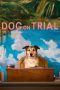 Nonton film Streaming Dog on Trial (2024) subtitle Bahasa Indonesia